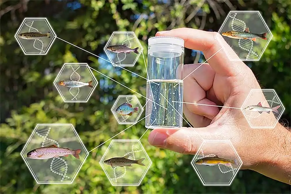 Wildlife technician collecting water samples from a stream for environmental DNA analysis.