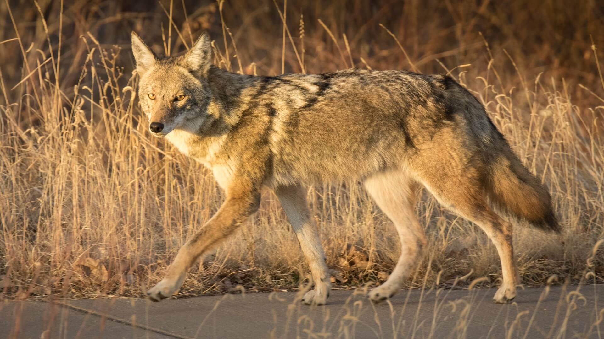 Drought wildlife conflict as a coyote moves through an urban neighborhood during dry conditions