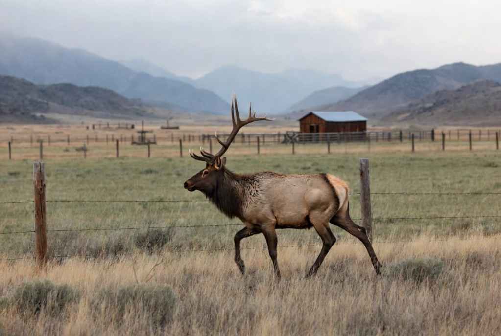 Adaptive management wildlife conflict involving elk crossing private ranch land