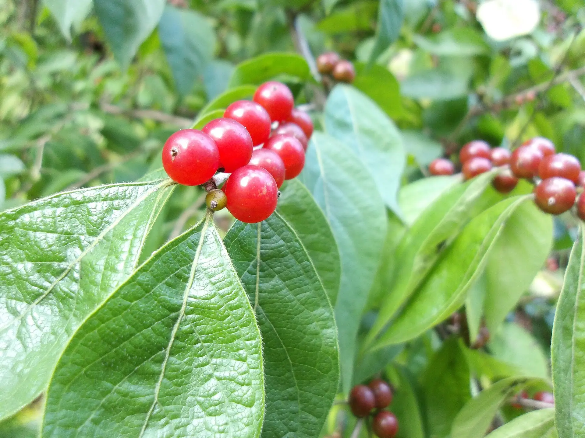 How Bush Honeysuckle Changes the Forest Understory