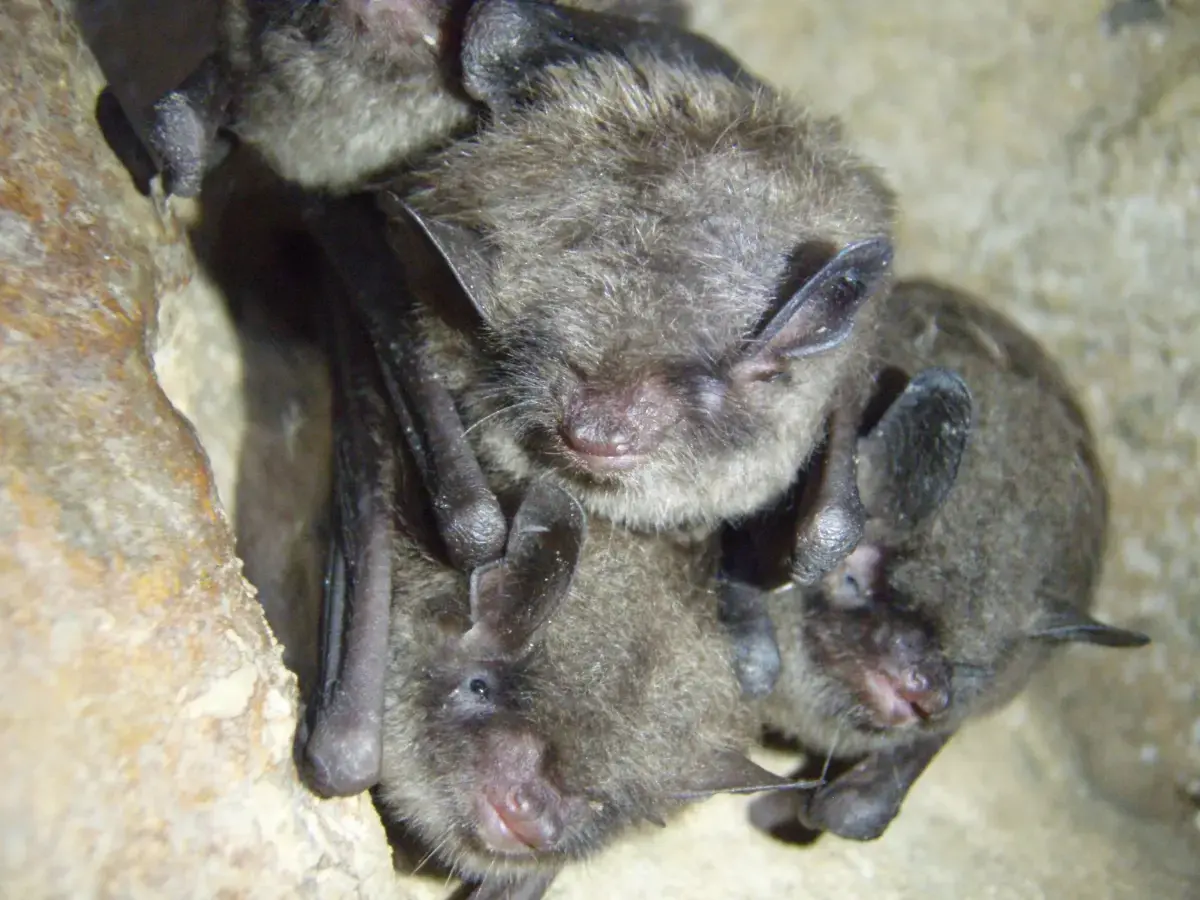 When Forest Restoration Collides With Endangered Species Protection