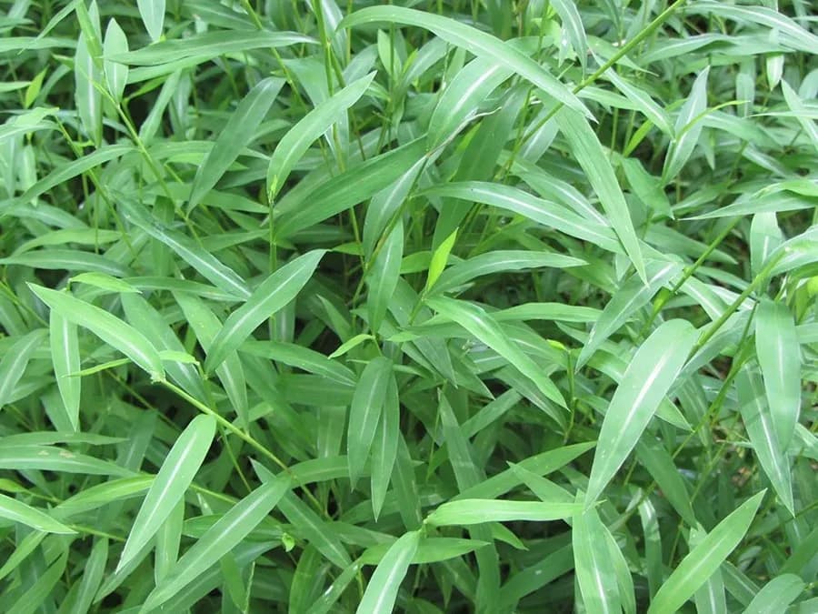 Why Japanese Stiltgrass Is Becoming a Problem in Southern Indiana Woodlands