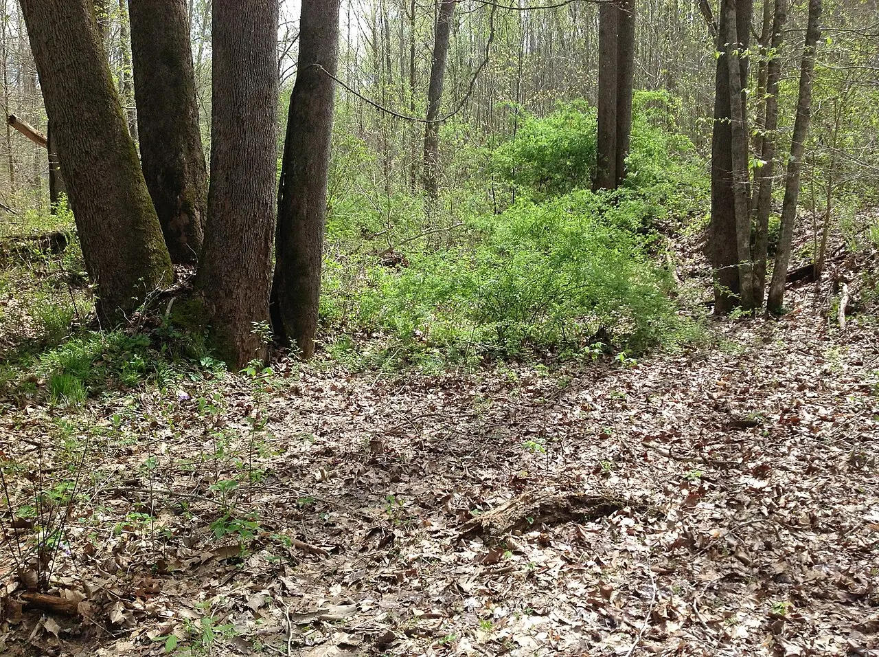 About 11,000 Acres of Shawnee Forest Could Lose Federal Roadless Protection.