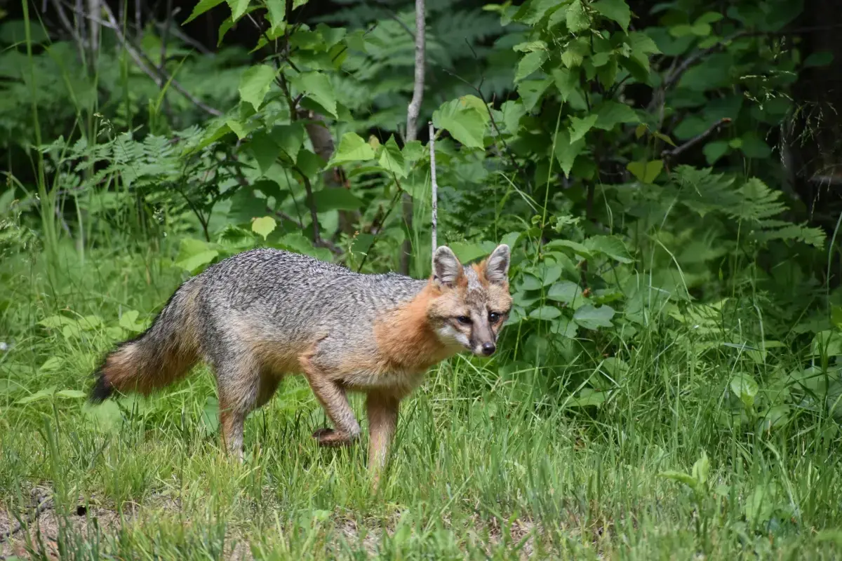 Indiana Gray Foxes Are Declining. Why Southern Indiana Matters