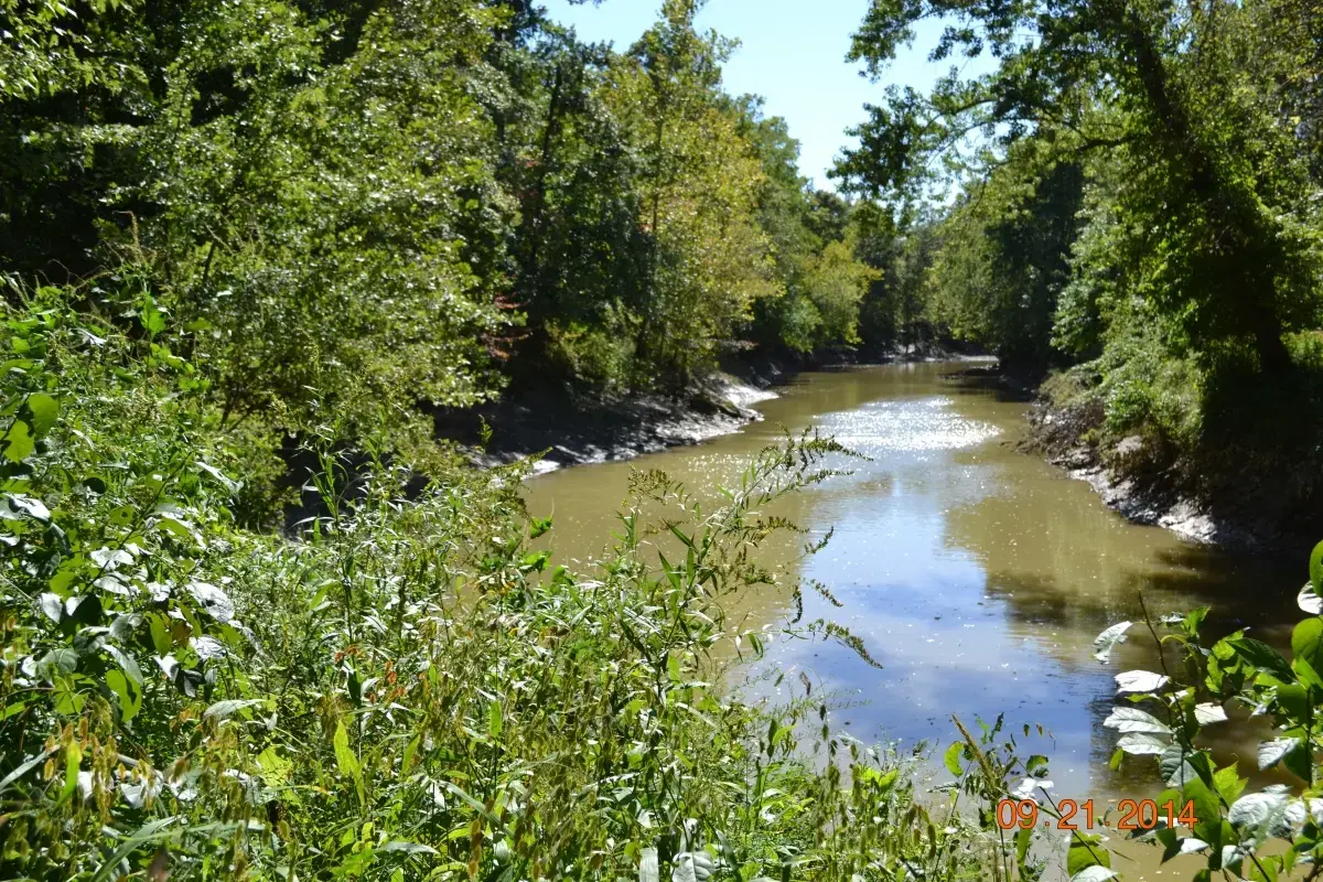 Patoka River Forest Restoration: Why Trees Are Being Cut